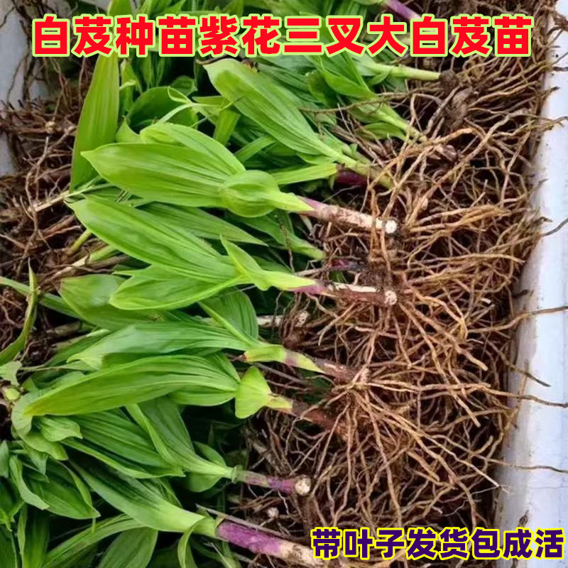 白芨种苗紫花三叉大白芨苗新鲜白及种植苗中药材苗带芽块茎苗种子