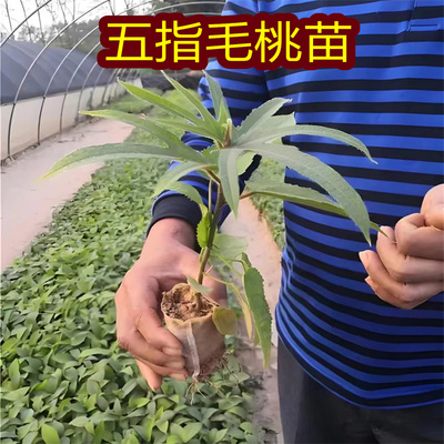 中药材苗五指毛桃苗营养袋苗