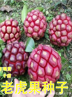 种籽黑老虎种子布福娜爬藤大血藤植物南北方种植阳台庭院花盆地栽