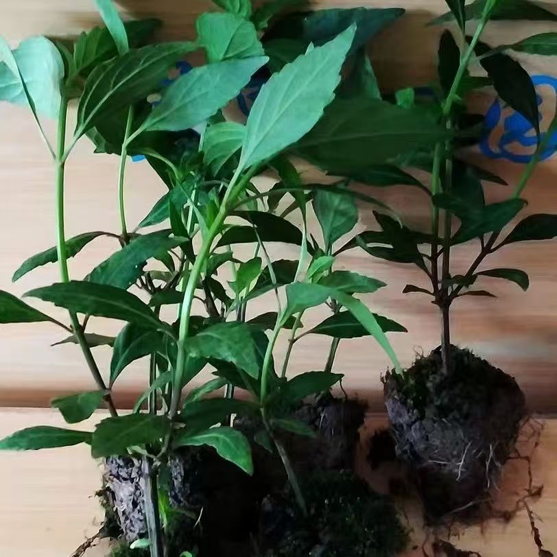 石草猫须草种子盆栽种苗中药材苗