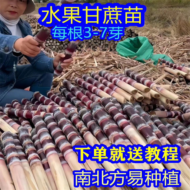 水果黑皮甘蔗苗四季南北方青皮苗黄皮脆甜带芽孢种子白玉甘蔗种苗
