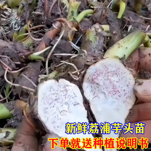 农家芋种子种苗自留芋头苗种种球