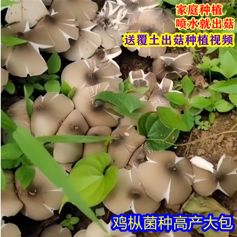 鸡枞菌籽种子食用栽培种鸡枞菌种