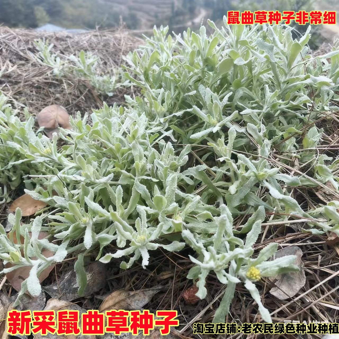鼠曲草种子清明果苗做粑粑黄花艾图片