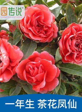 原装家种籽重瓣凤仙花种子指甲花花籽庭院绿化工程花海景四季开花