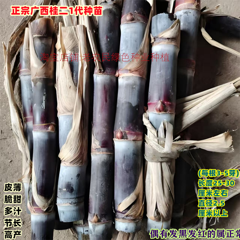 黑皮水果甘蔗苗种子黄金甘蔗种苗