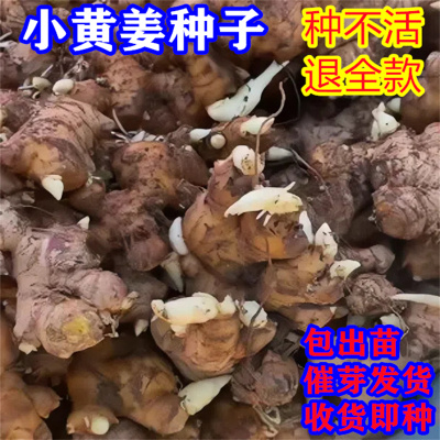 云南农家小黄姜种子老姜生姜芽苗