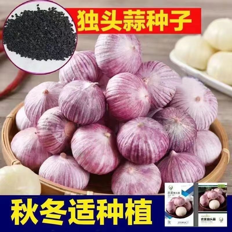 独头蒜种子独蒜蒜苗大祘苗籽