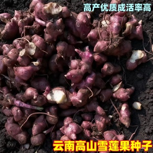 高产优质雪莲果种籽种球盆栽庭院大田种植苗云南高山水果种子秧苗