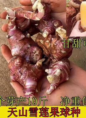 农家自种红心雪连果苗雪莲果种子