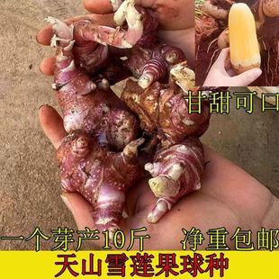 雪莲果种子种球种苗现挖现发红泥沙农家优质高产红心雪莲果苗种孑