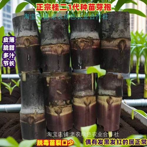 黑皮甘蔗苗种种子黄金甘蔗南北方
