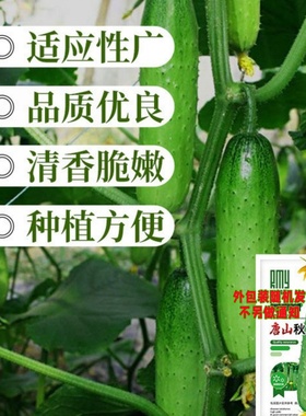 唐山秋瓜种子不搭架黄瓜秧苗籽种庭院种植菜籽香脆爽口水果种籽子