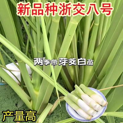 茭白苗种四季蔬菜高笋种苗茭瓜苗