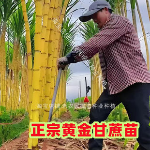广西黑皮甘蔗苗种黄皮白玉特甜甘蔗种苗带芽种植苗黄金甘蔗苗种子