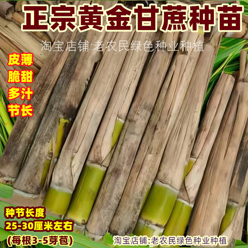 水果黑皮甜甘蔗种苗南北方种植带芽甘蔗种广西白玉黄皮甘蔗苗种子