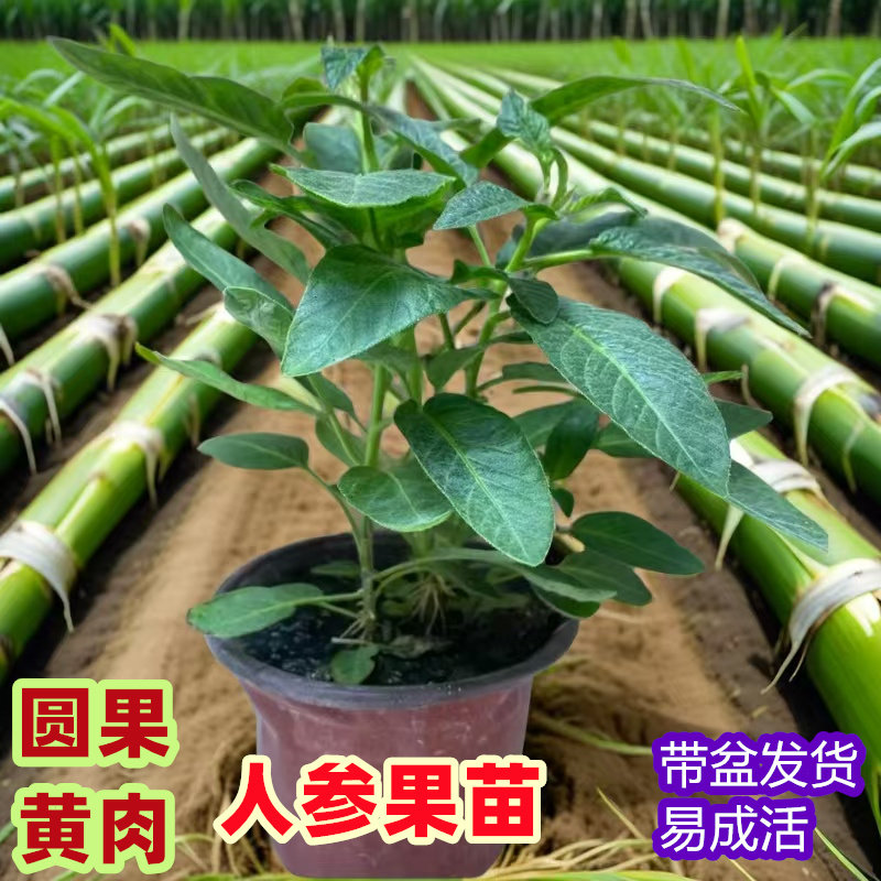 盆栽秧苗种植苗子人参果水果种子