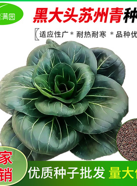种籽黑大头苏州青种子黑叶油亮矮脚苏州青上海青四季阳台盆栽蔬菜
