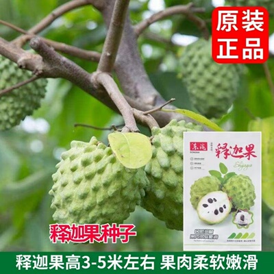 释迦果种子番荔枝水果种籽子