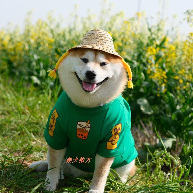 柴犬柏万同款珍珠奶茶衣服狗狗宠物猫咪柯基雪纳瑞肥仔快乐水t恤