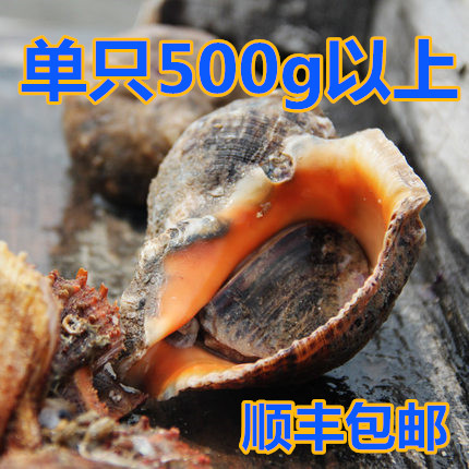 鲜活大海螺红皮海螺超大海螺