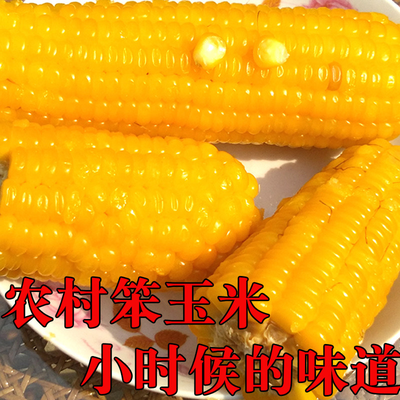 新鲜嫩老玉米棒笨玉米玉米农家老式黄玉米老品种5斤现摘现发