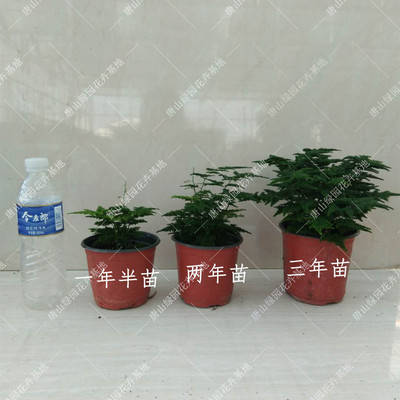 正品唐山云竹矮生桌面盆栽