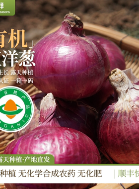 有机洋葱新鲜有机蔬菜凉拌烹饪装顺丰包邮紫色洋葱头圆葱辛香味浓