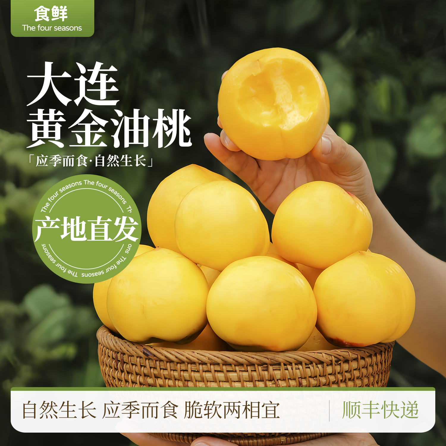 大连黄桃油桃黄肉时令新鲜采摘水果自然成熟黄金芒果桃顺丰包邮