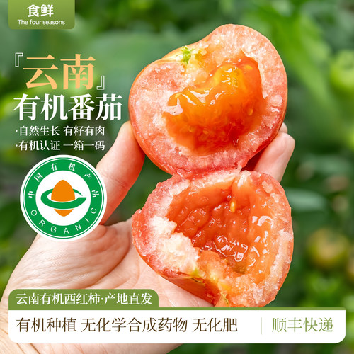 云南有机西红柿自然成熟新鲜采摘多汁有机蔬菜产地直发烹饪凉拌