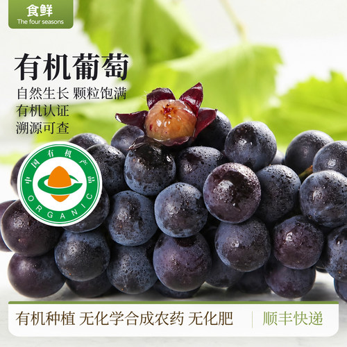 有机葡萄巨峰葡萄新鲜采摘自然生长颗粒饱满多汁时令水果产地直发