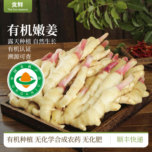 有机嫩姜新鲜采挖仔姜山东脆嫩生姜当季鲜姜醋泡姜芽子姜凉拌腌制