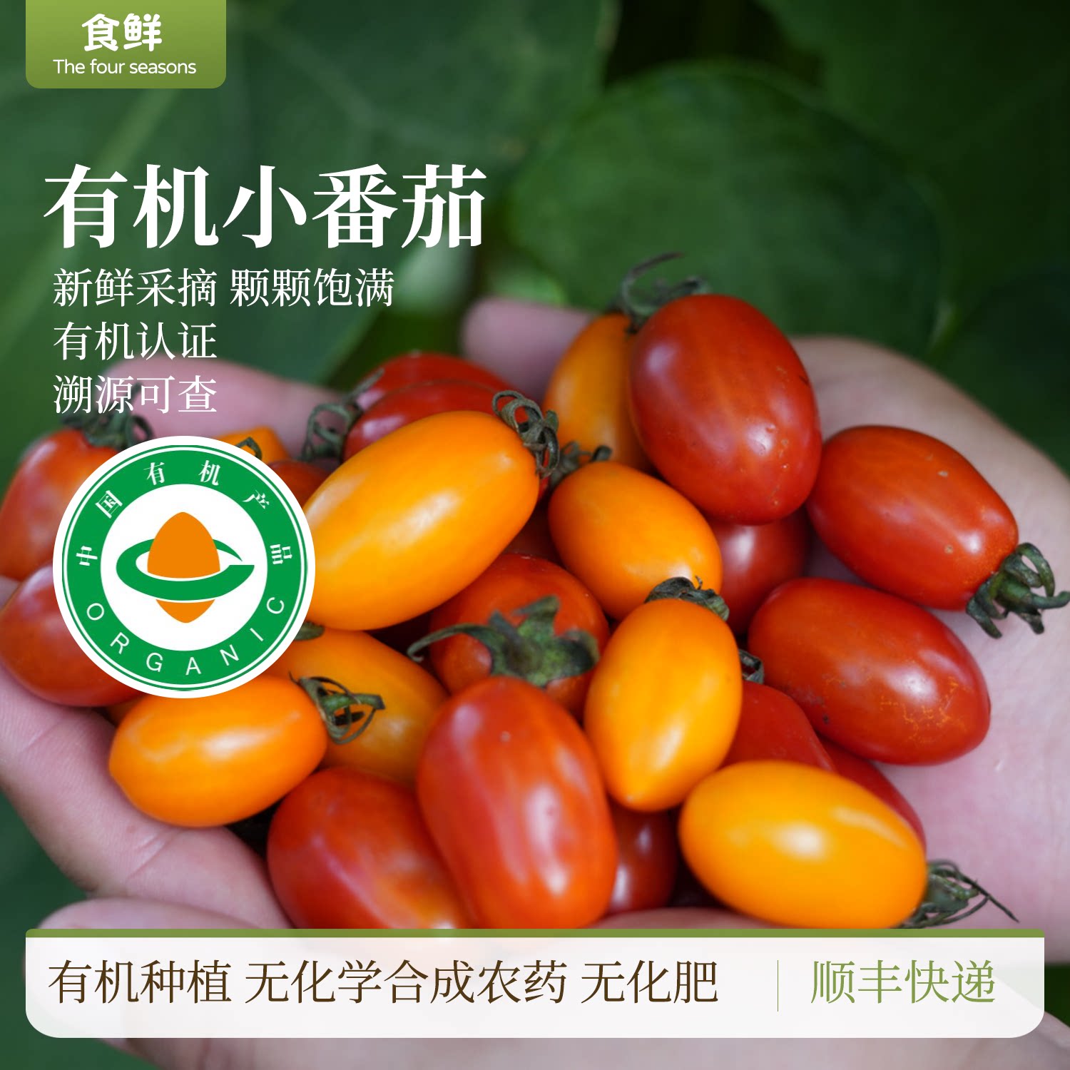 有机樱桃小番茄圣女果自然生长大小不均现摘现发产地直发酸甜可口