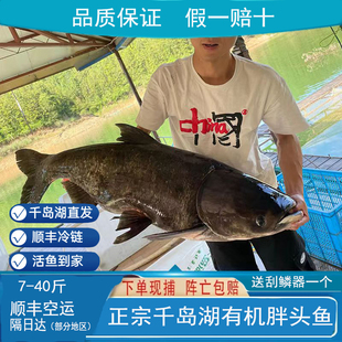 正宗千岛湖有机胖头鱼活鱼鱼头汤大头鱼新鲜活生鲜花鲢鲢鳙鱼包邮