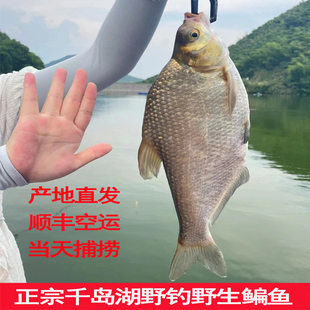 正宗千岛湖野钓生鲜新鲜鳊鱼鲜活生态淡水扁鱼武昌鱼整条顺丰包邮