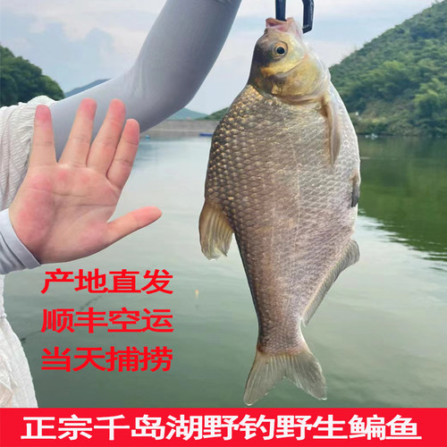 6斤千岛湖野钓鳊鱼假一赔十
