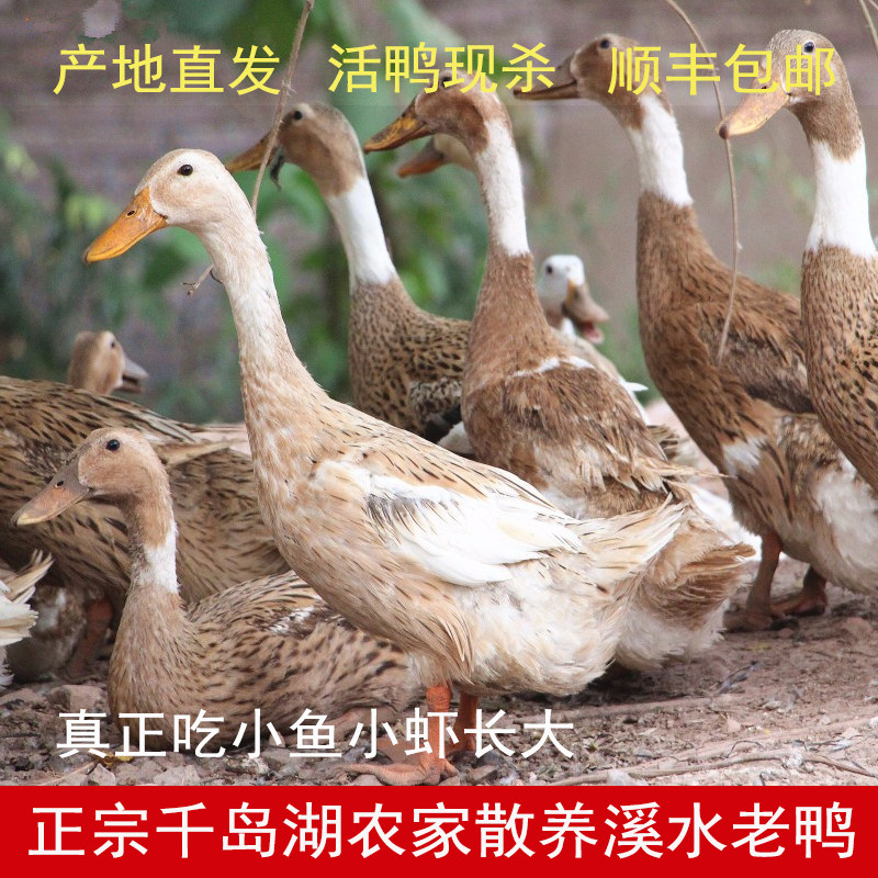 千岛湖4年溪水老鸭子农家散养土鸭子麻鸭生鲜活母鸭现杀整只包邮