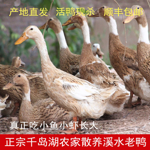 千岛湖4年溪水老鸭子农家散养土鸭子麻鸭生鲜活母鸭现杀整只包邮