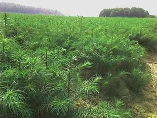 杉树苗 杉木苗 香杉树苗 香杉苗刺杉苗绿化苗经济苗 当年苗