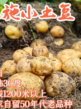 老品种恩施小土豆马尔科黄皮黄心