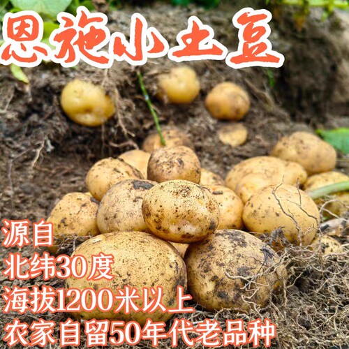 老品种恩施小土豆马尔科黄皮黄心