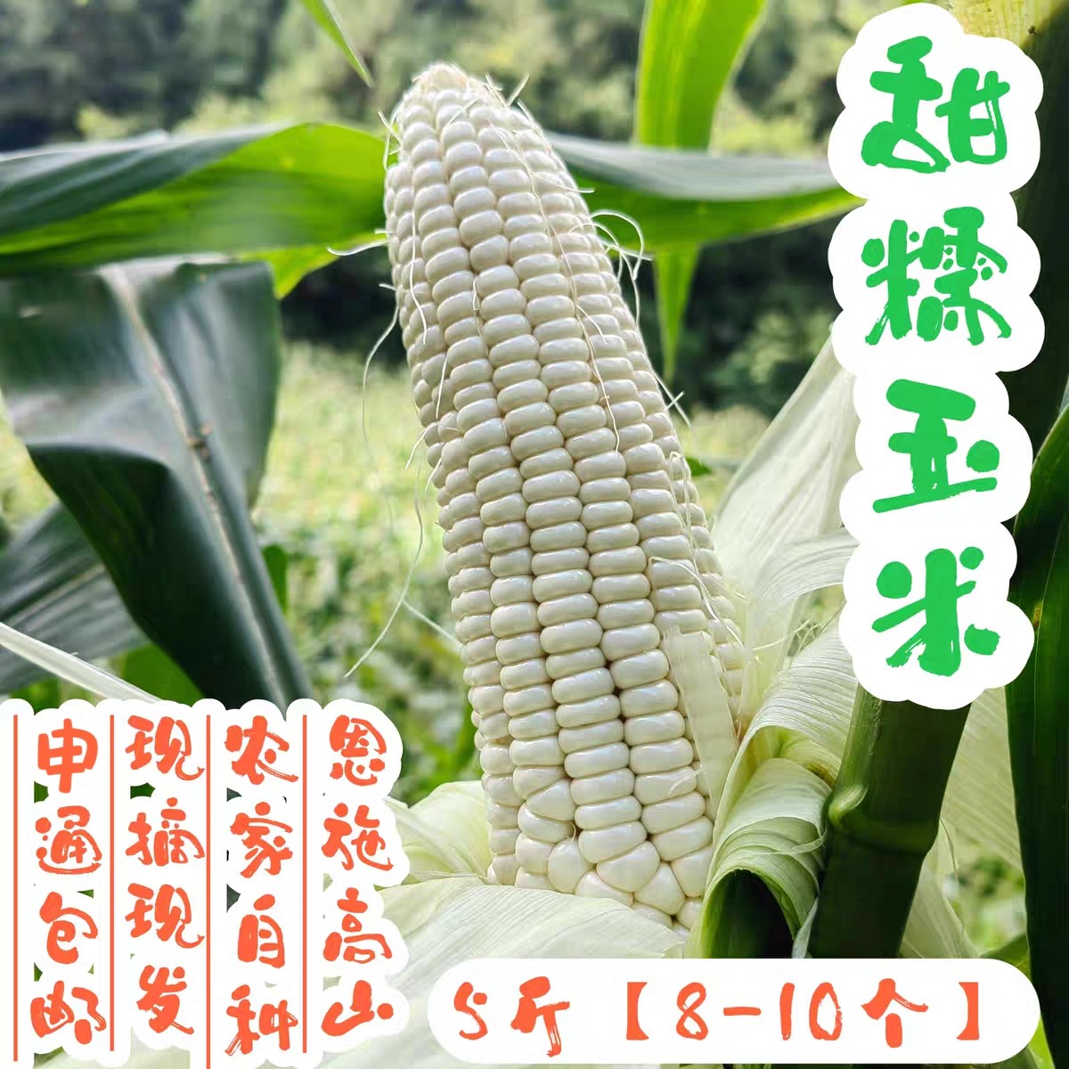 【甜糯玉米5斤】新鲜嫩玉米嫩苞谷农家自种无农残