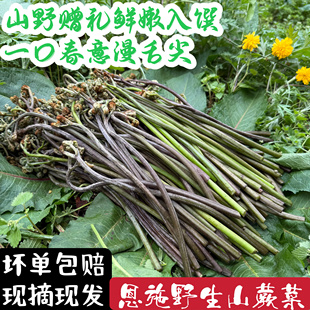 野生蕨菜龙爪菜5斤应季野菜时令蔬菜新鲜包邮冰鲜发货