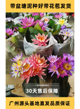 成品睡莲带花苞户外暴晒勤花丰花
