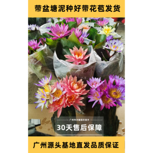 睡莲莲花原土原盆带花苞成品热带勤花丰花水养池塘户外水生植物sl