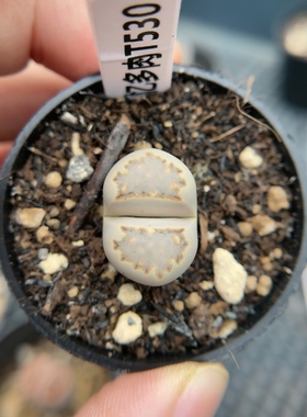 【忆多肉】大窗饼干寿丽t530