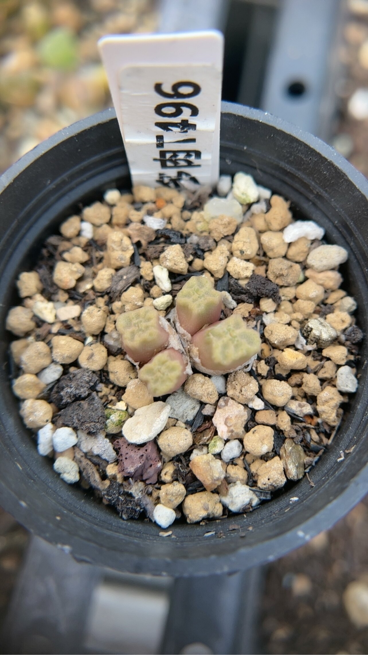 【忆多肉】肉锥花烧麦t496