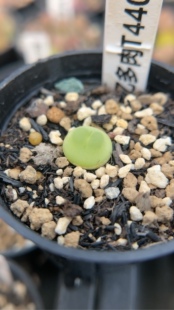 【忆多肉】肉锥花拉登t440