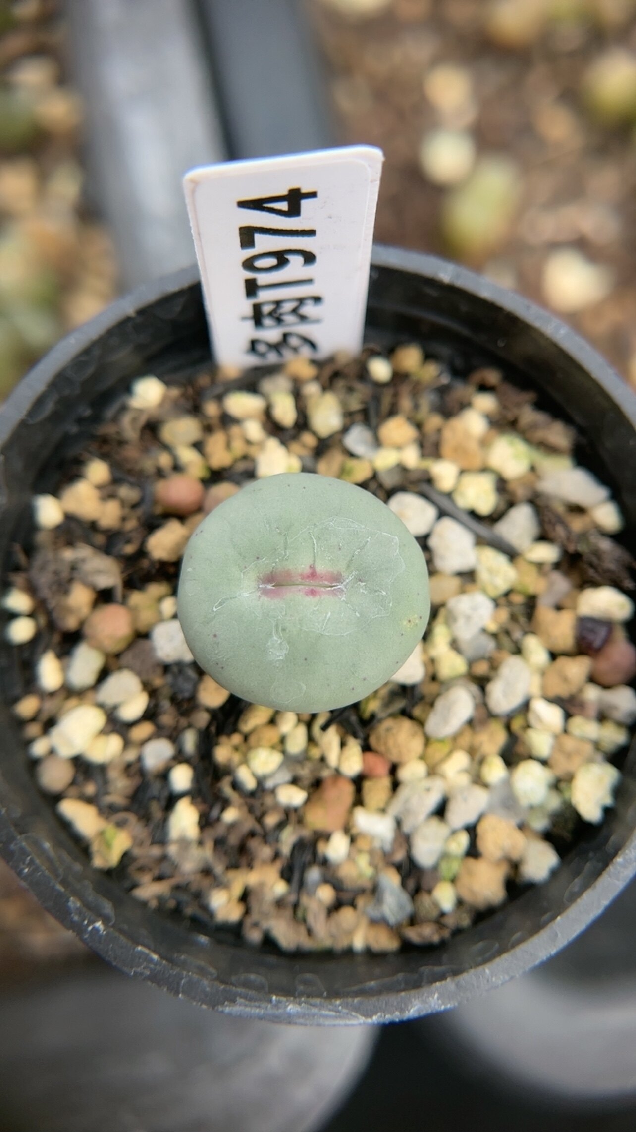 【忆多肉】肉锥花小红嘴t974