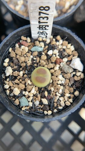 【忆多肉】肉锥花拉登t378